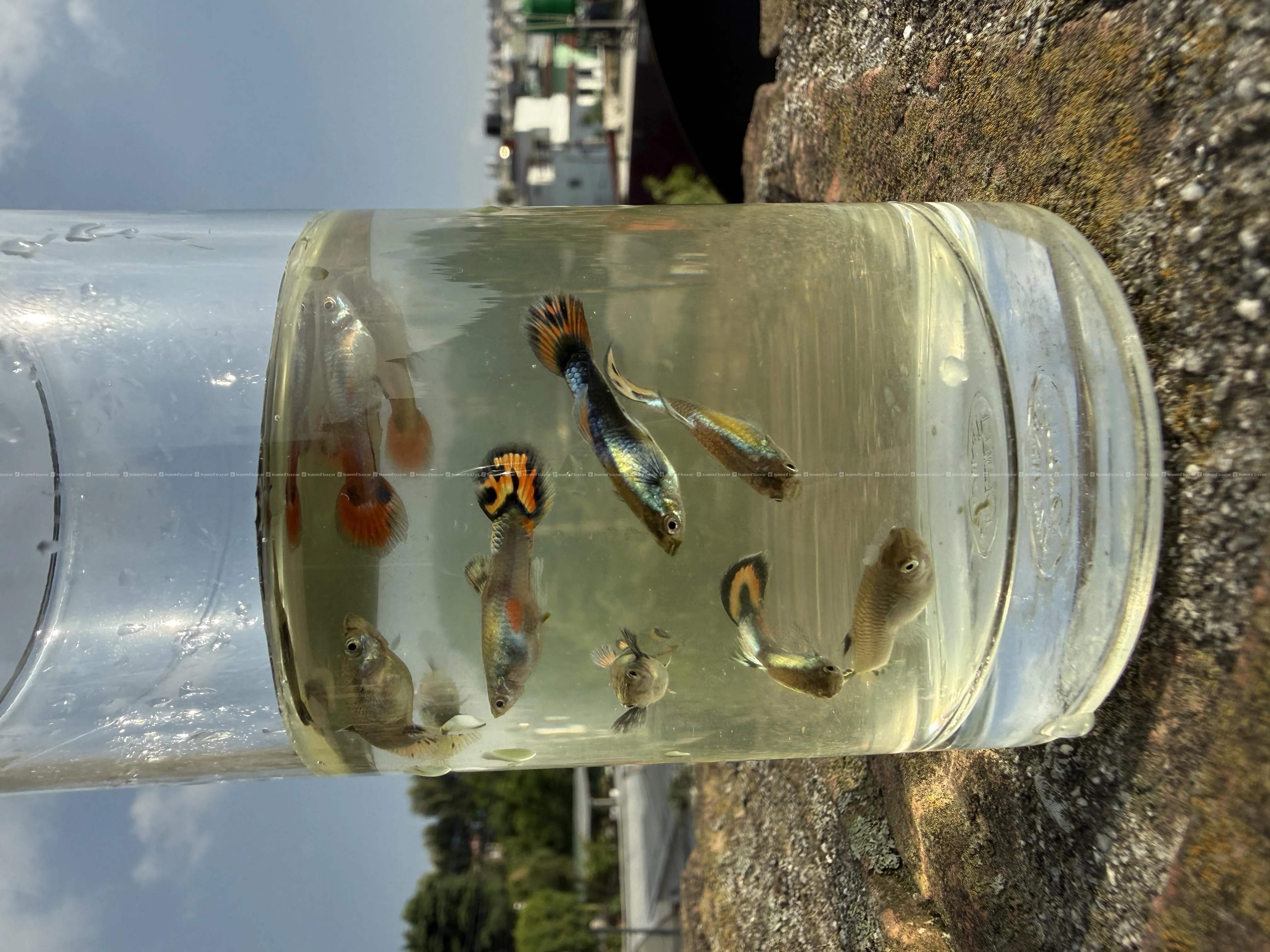 Guppy fish 6