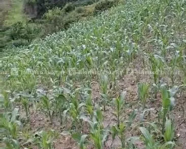 Land For Sale @ Tokha 2