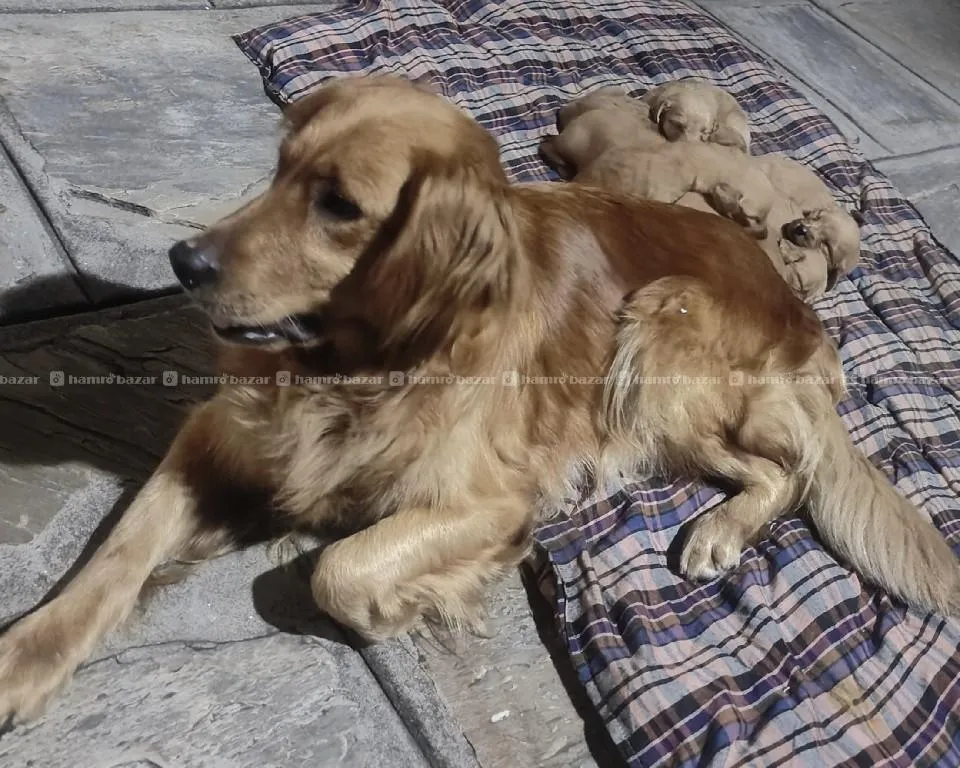 golden retriever purebred puppies for sale 3