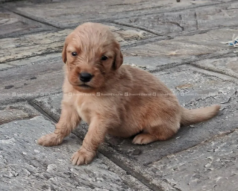 golden retriever purebred puppies for sale 2