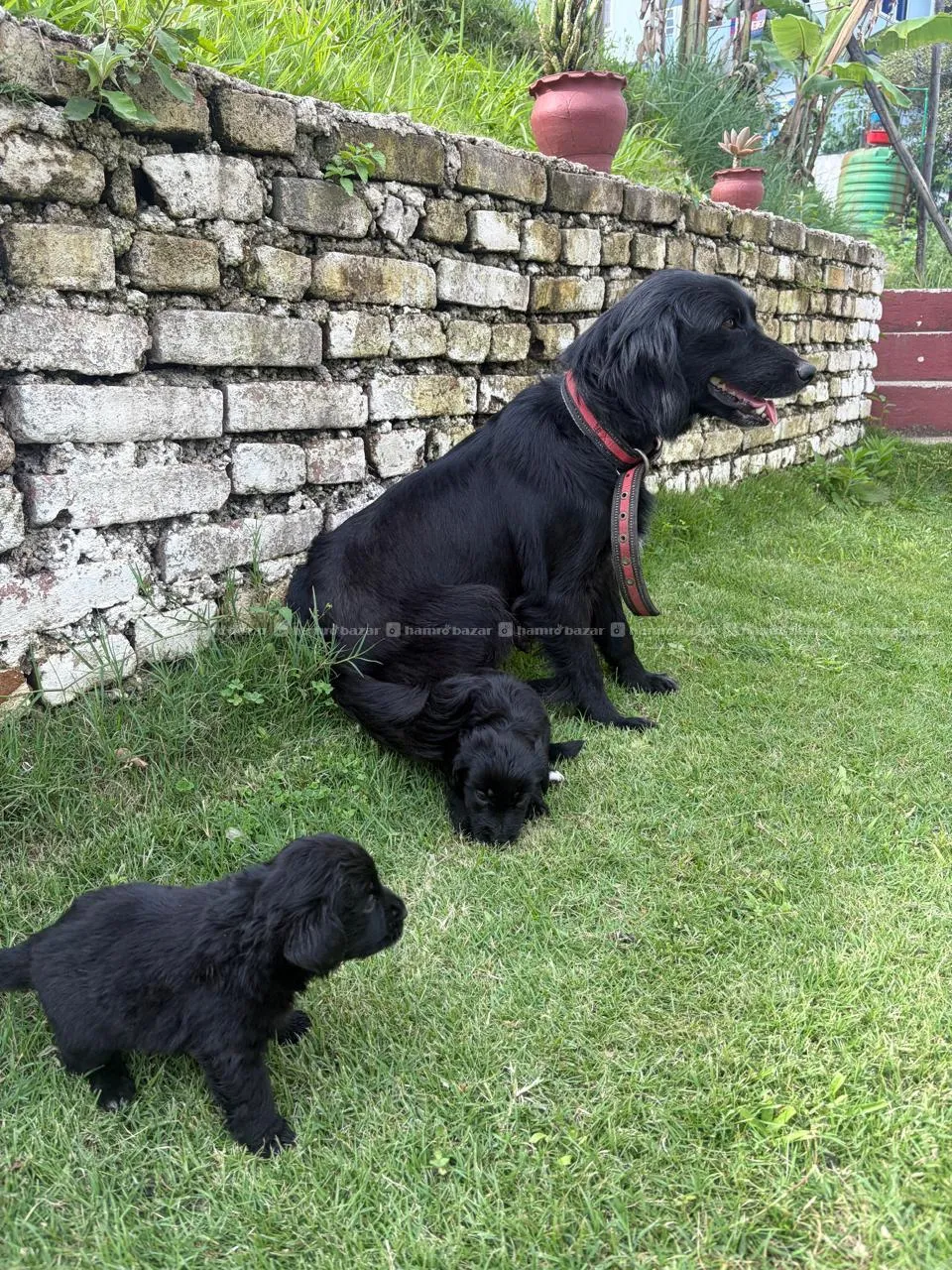 Golddador Puppies on Sale 2