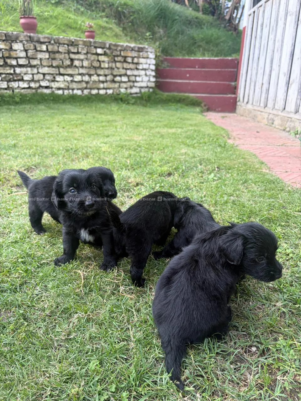 Golddador Puppies on Sale 3