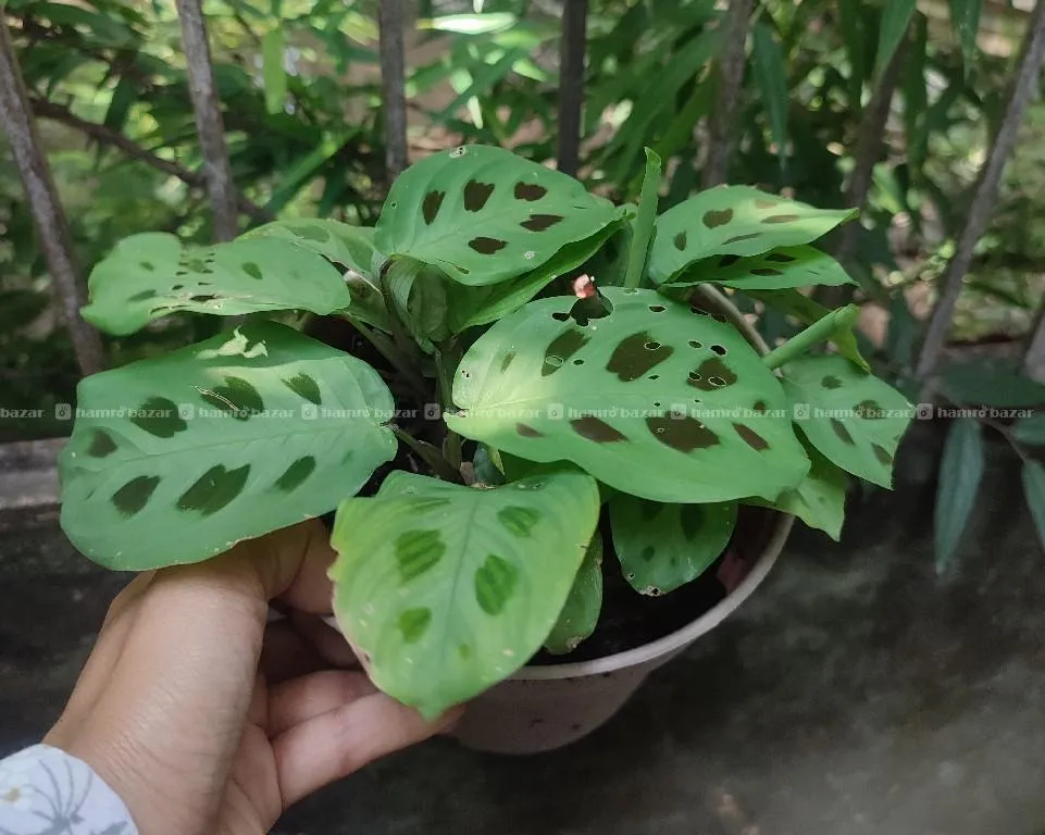 🌿 Maranta Leuconeura 2