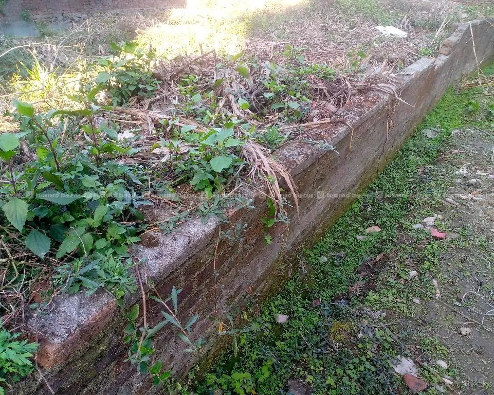 दक्षिण मोडा भको आकर्षक ७आना जग्गा तुरुन्त बिक्रीमा 3