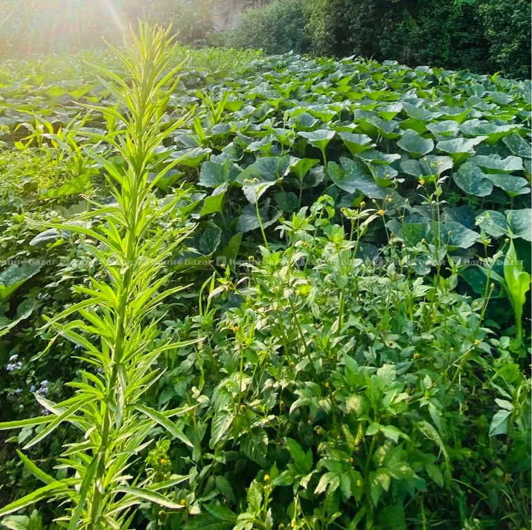 3.5 Aana Land On Sell In Taudha Lalitpur 2