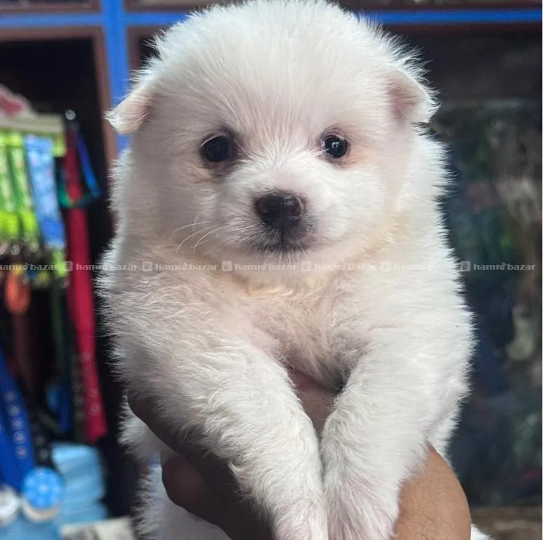 Japanese Spitz 3999 2