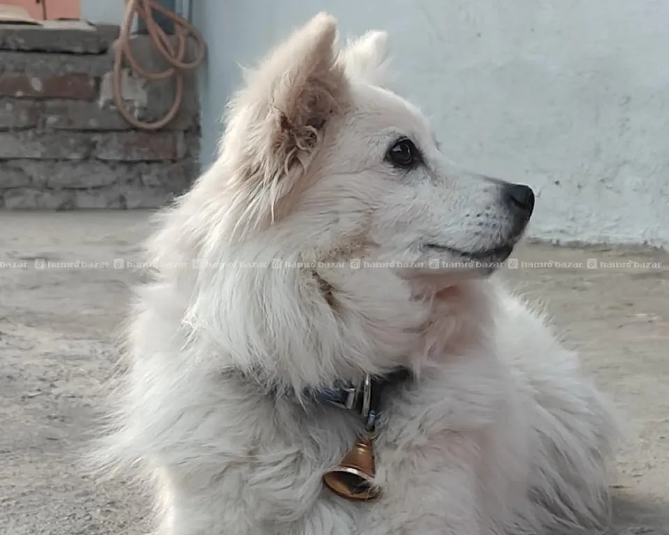 Japanese Spitz 2
