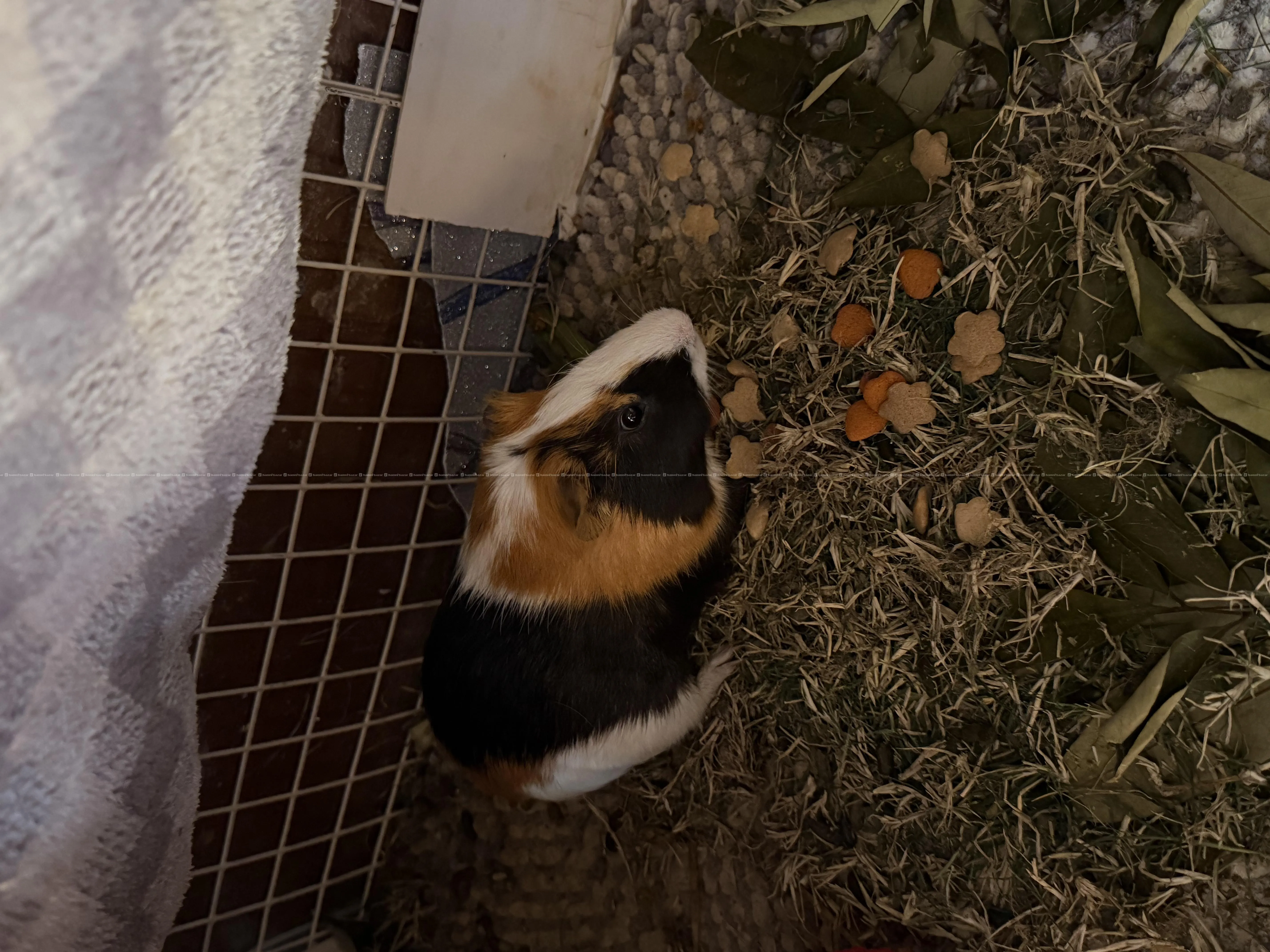 Guinea Pig + its Cage Home && all accessories 4