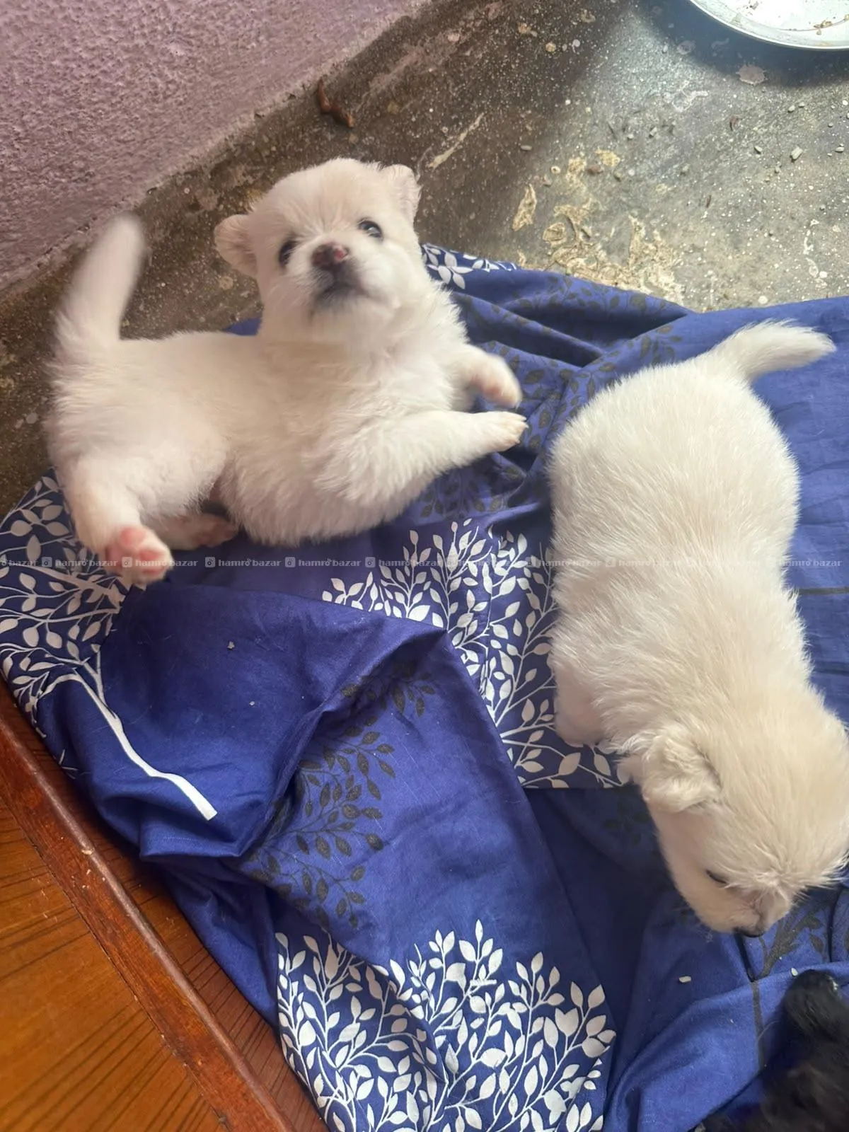 Japanese puppies are for sale 4000 only 2