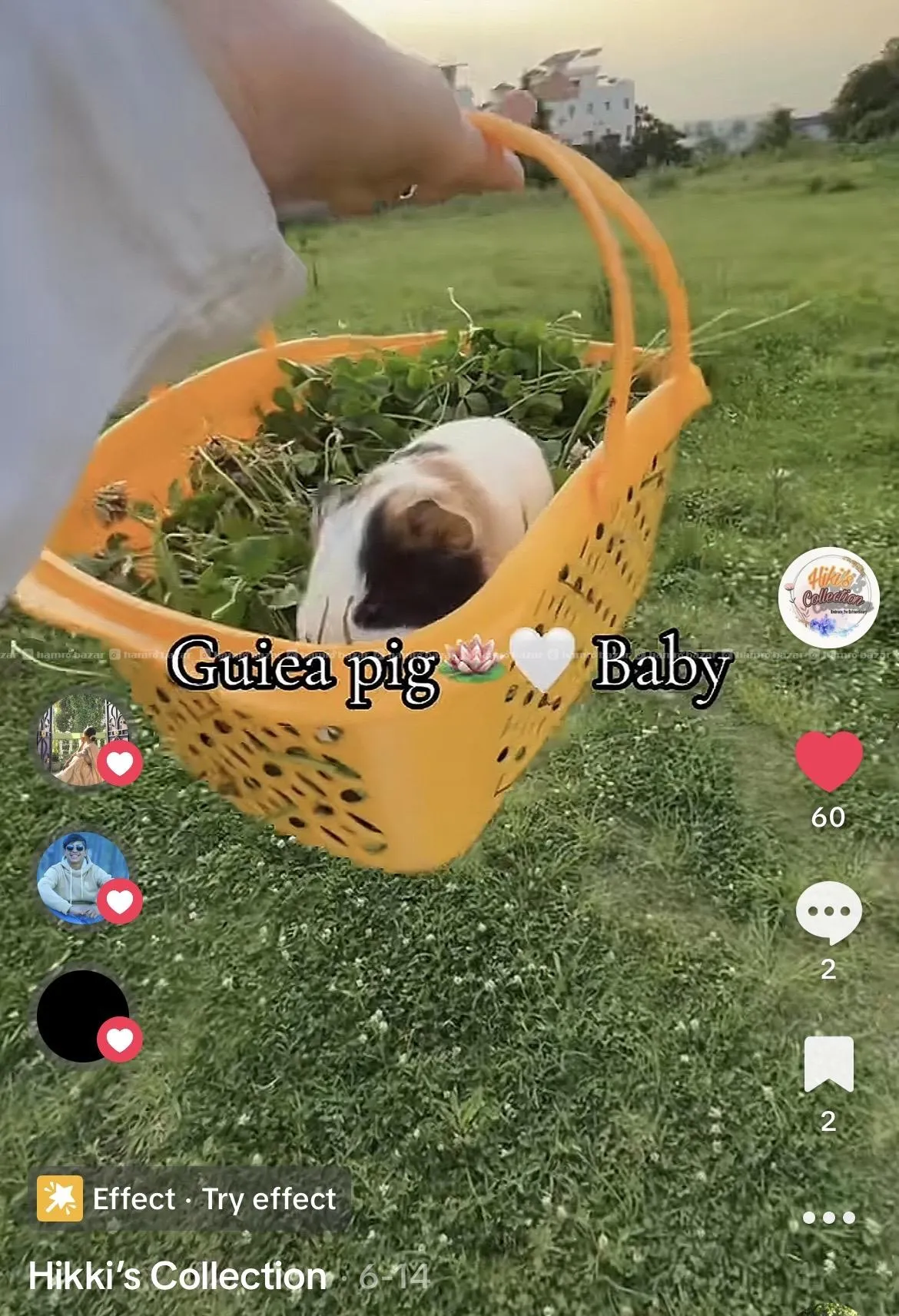 guineapig 3