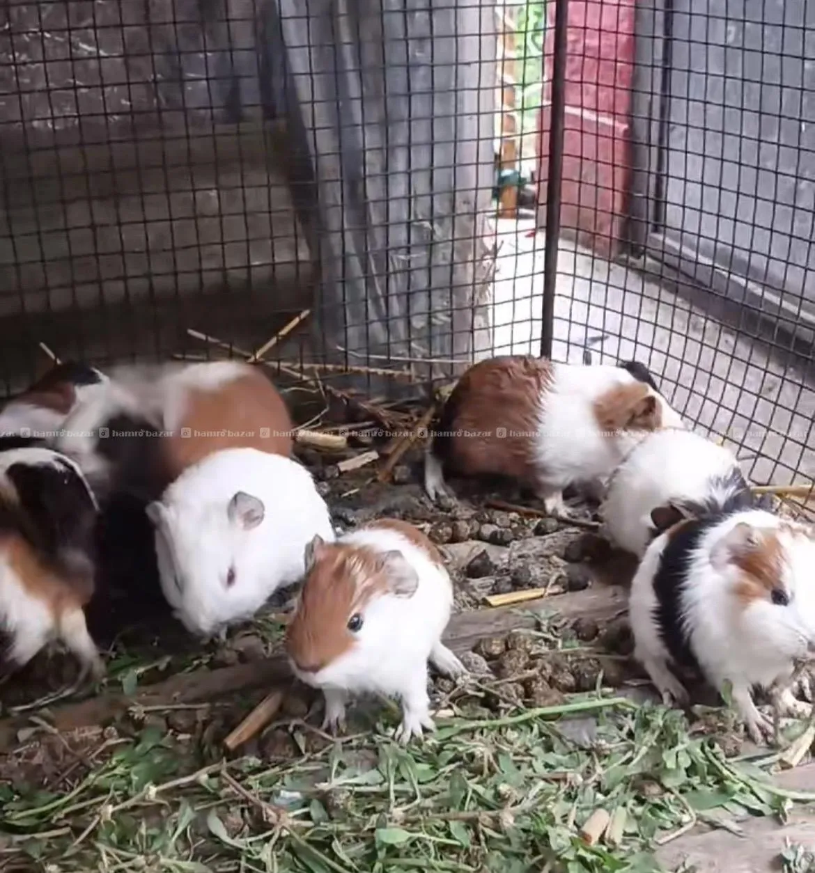 guineapig 2