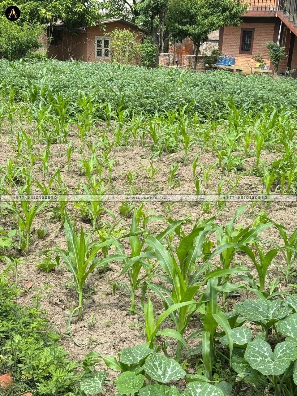 MANBHAWAN | LAND FOR SALE 3