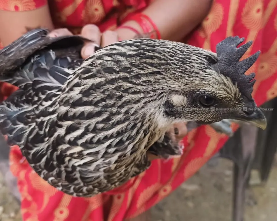 kadaknath chicken 2