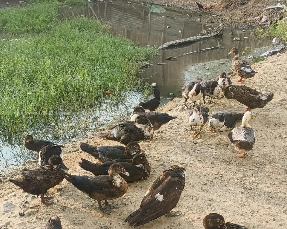 wild muscovy duck 2