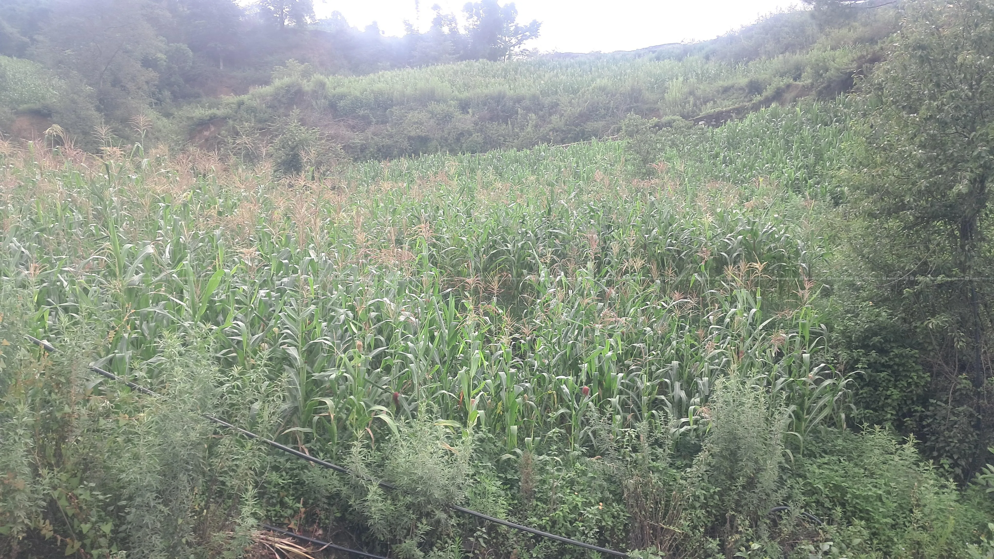 1 ropani cheap land for sale in Kathmandu valley 3