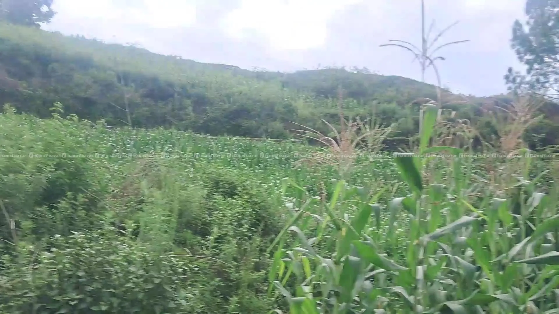 1 ropani cheap land for sale in Kathmandu valley 6