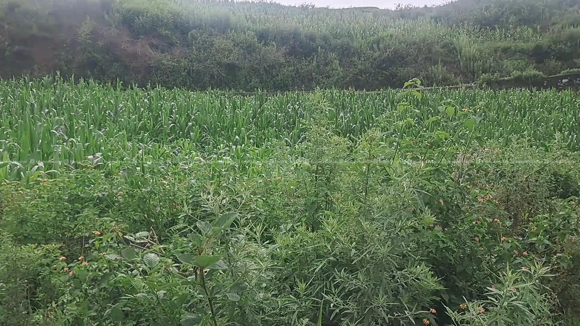 1 ropani cheap land for sale in Kathmandu valley 2