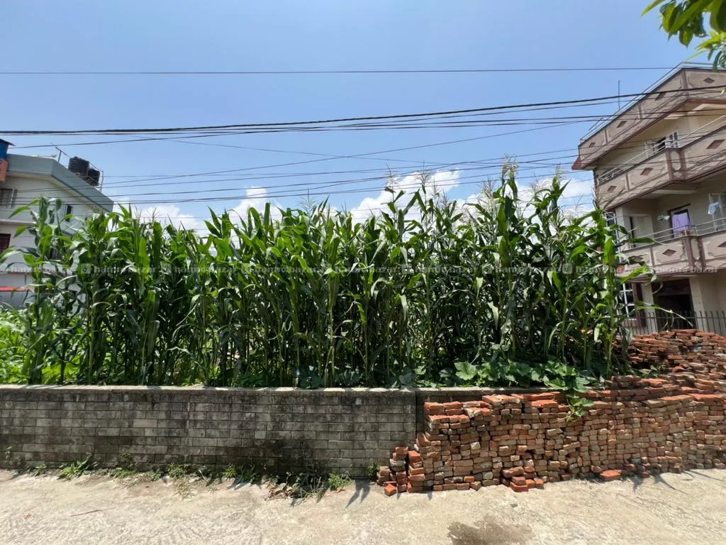 Land For Sale In Futung, 2