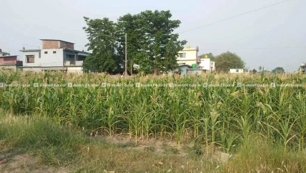 Jhapa Birtamod Land on Sale 4