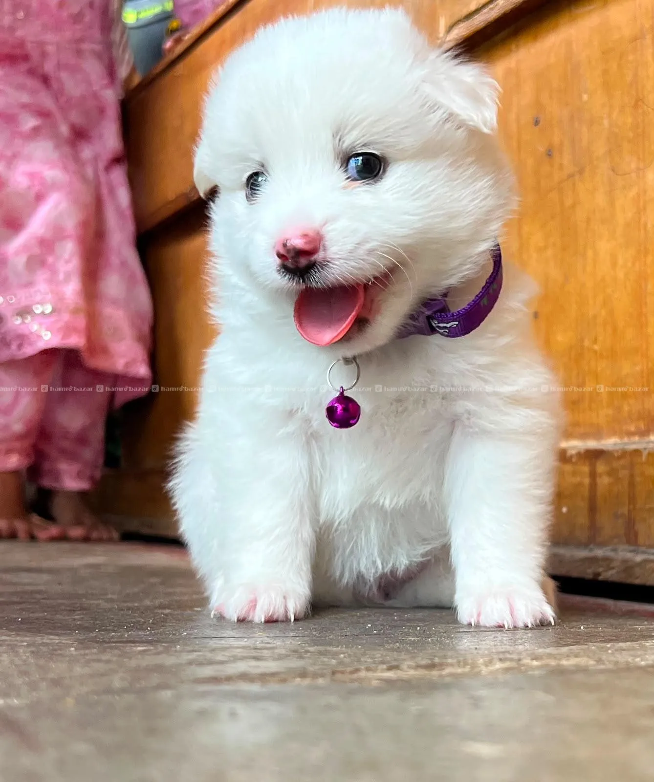 female puppy for sale 3500 2