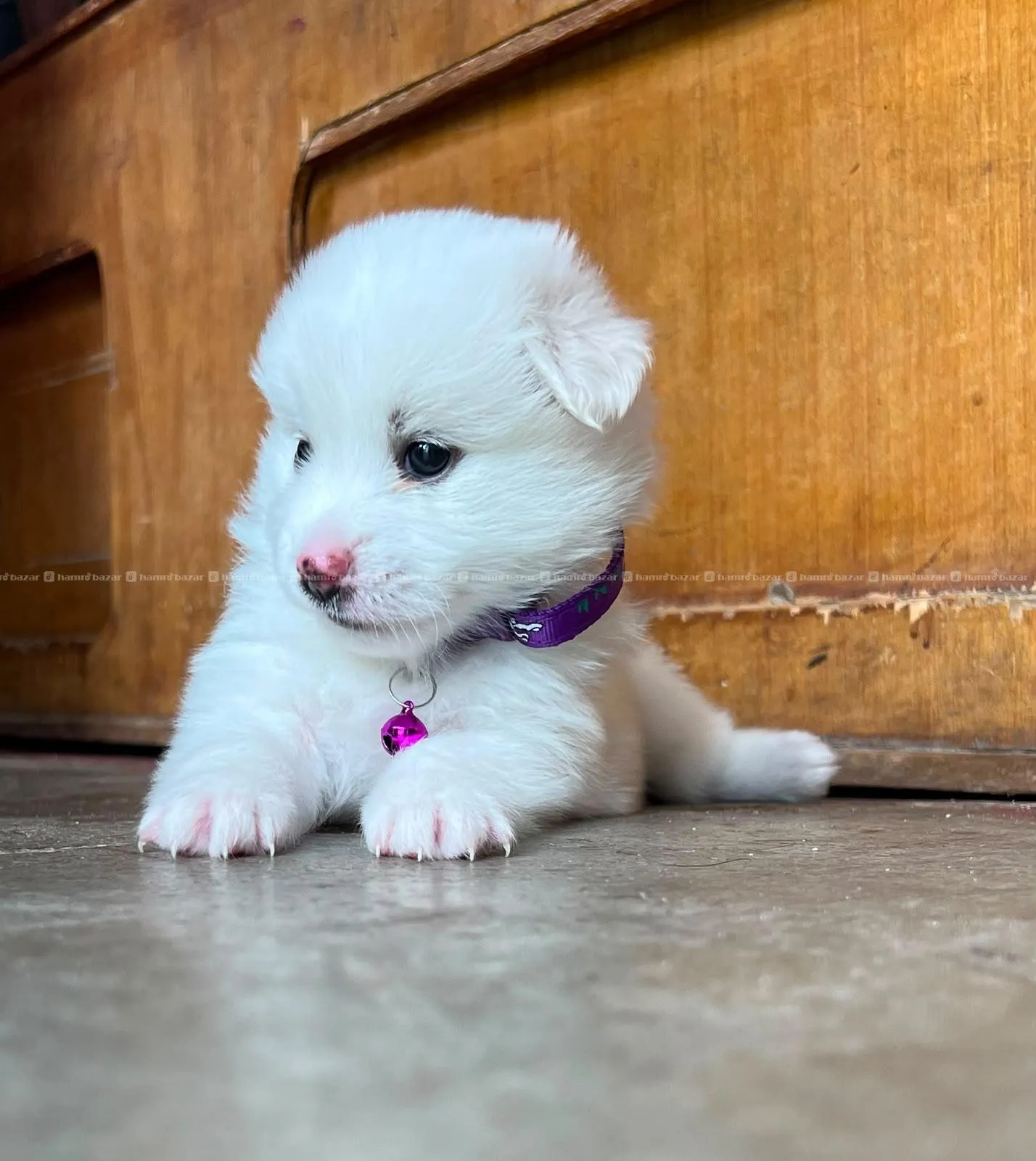 female puppy for sale 3500 1