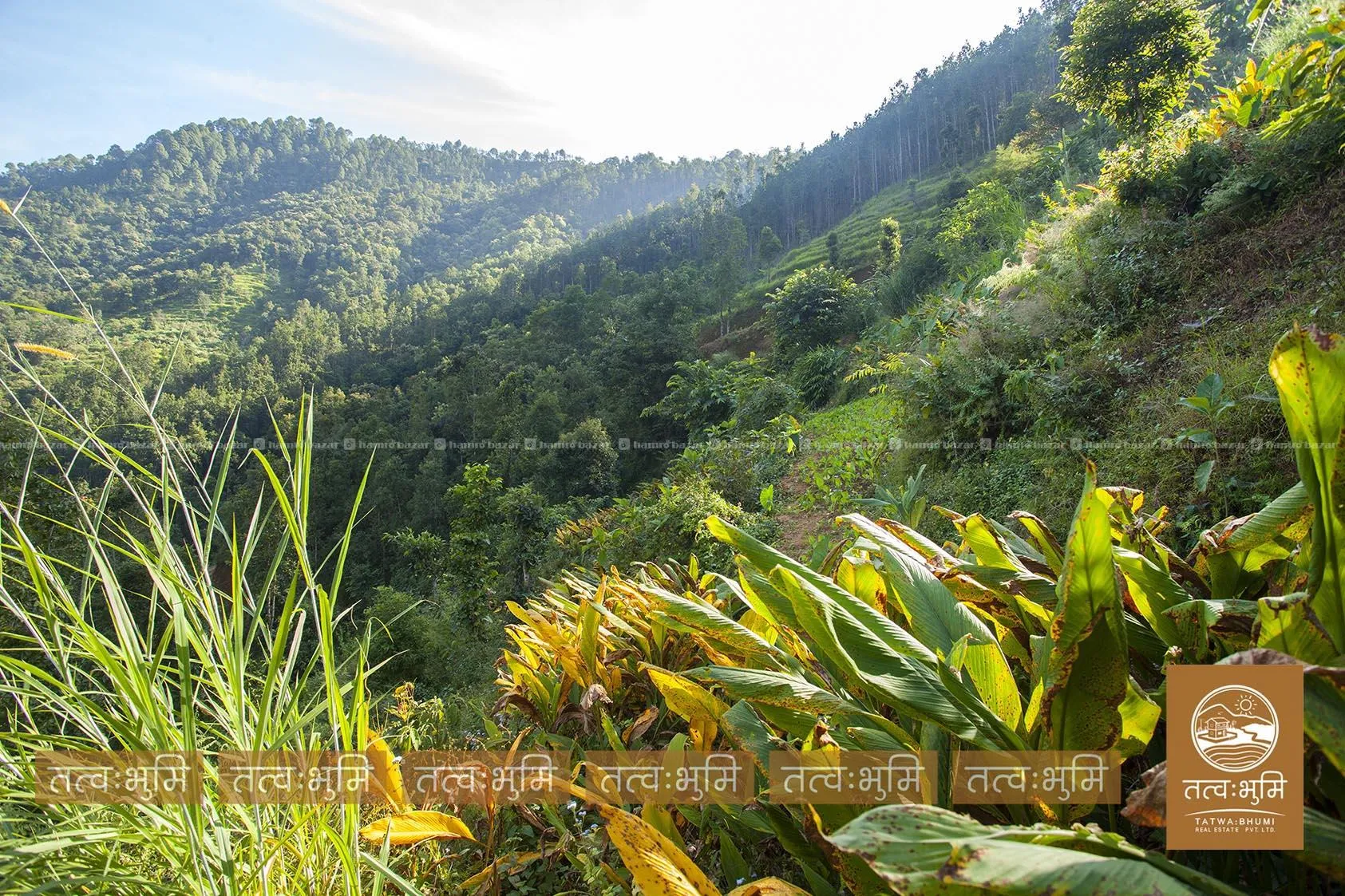 7 Ropani land for sale in Dhikure - Nuwakot. 4