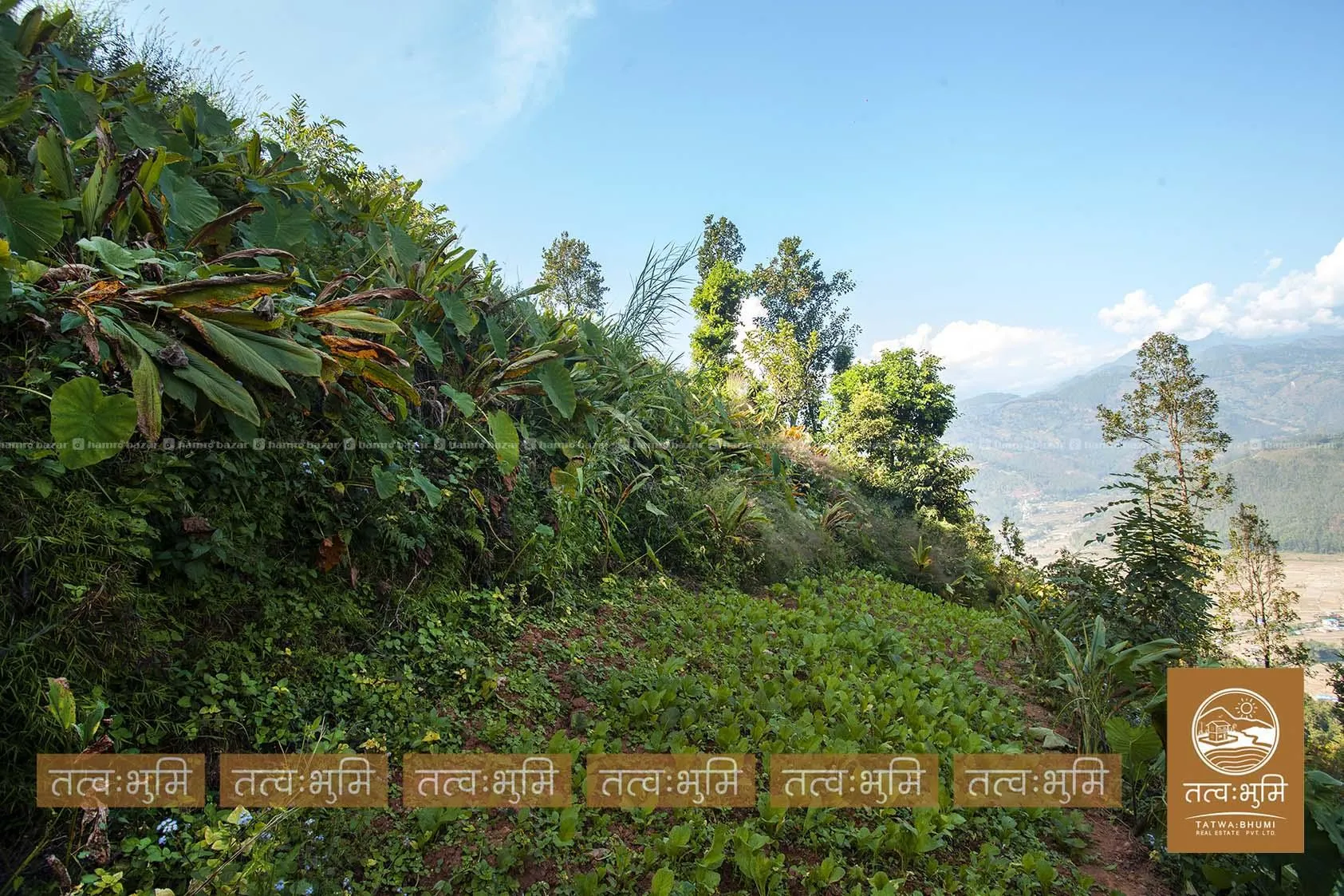 7 Ropani land for sale in Dhikure - Nuwakot. 8