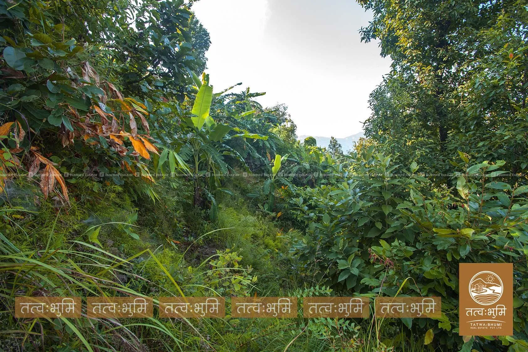 7 Ropani land for sale in Dhikure - Nuwakot. 6