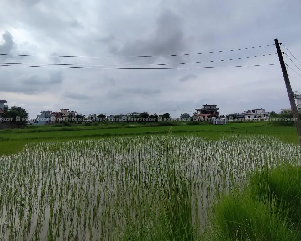 10 dhur land on sale Bhairahawa,padsari,Ekta path  2