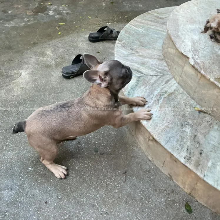 French Bulldog 2