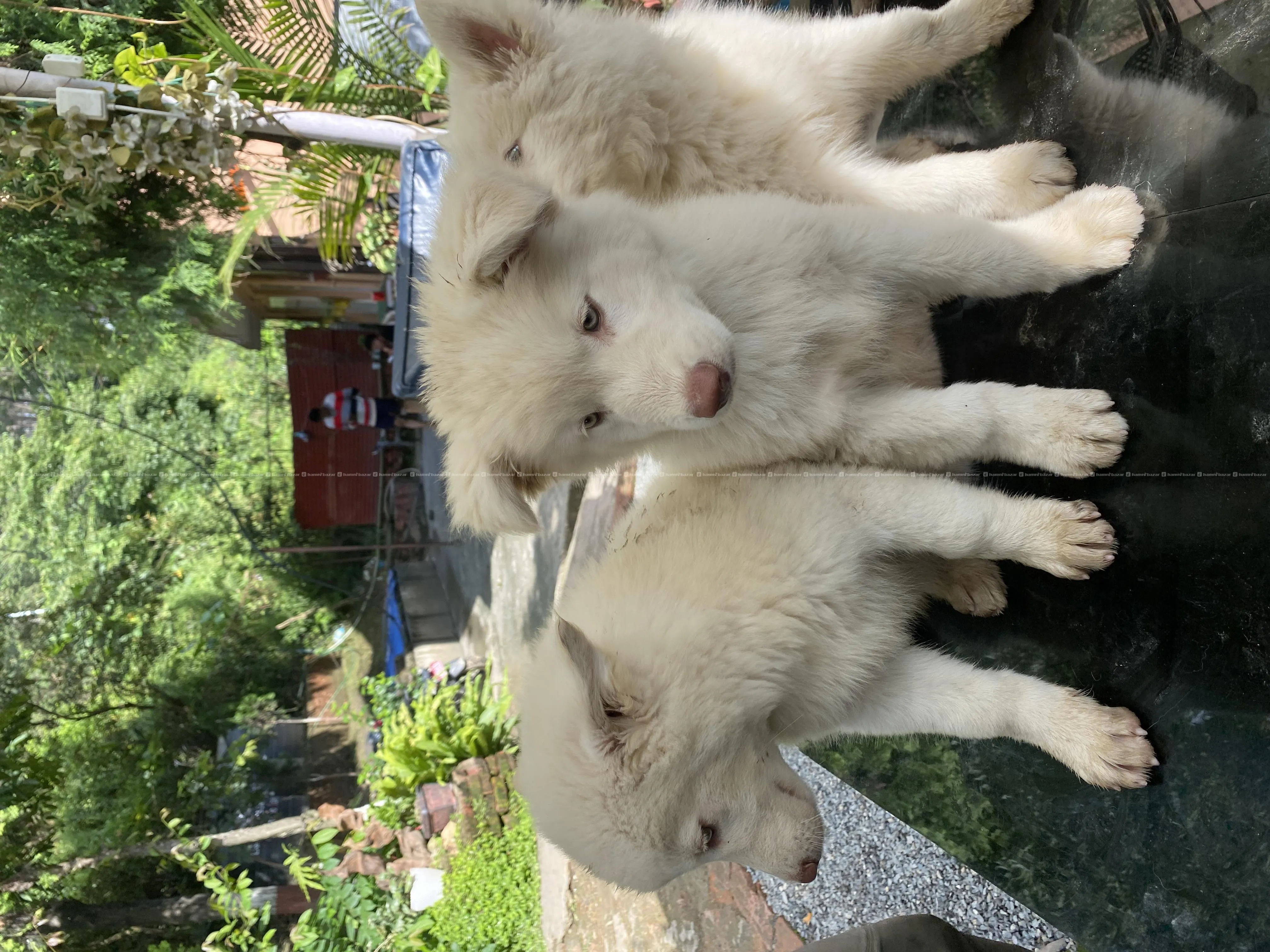 Beautiful Husky Puppies For Sale Snowwhite 5