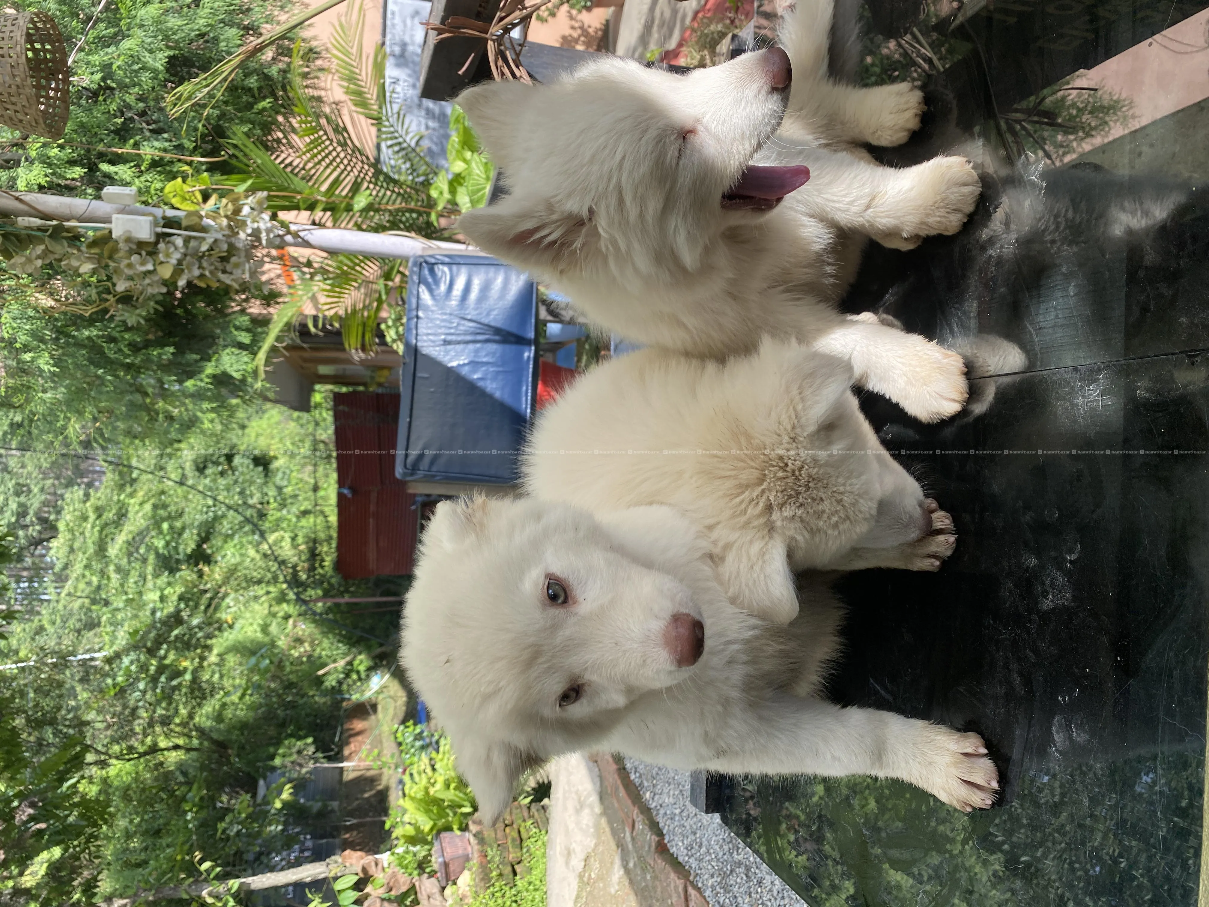 Beautiful Husky Puppies For Sale Snowwhite 7