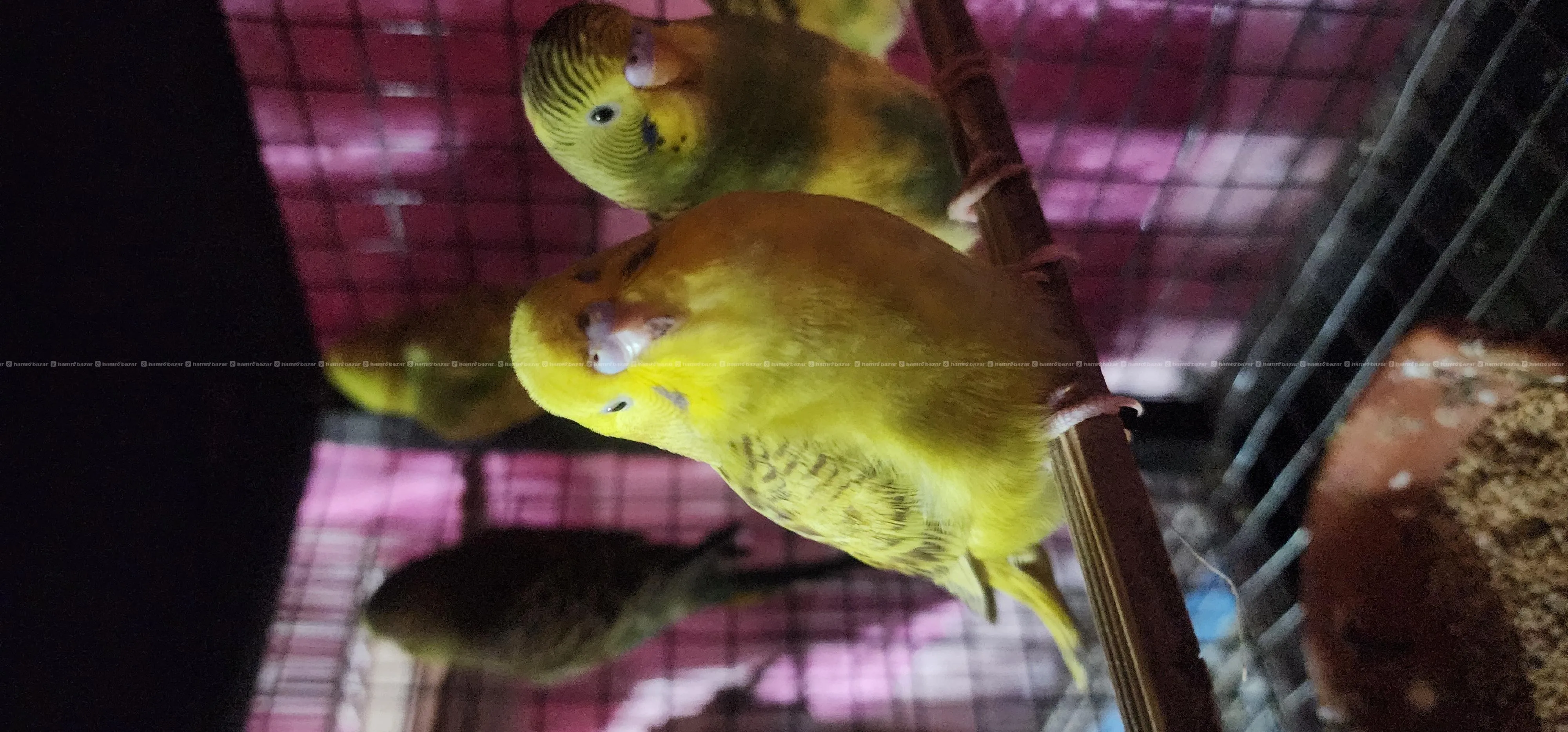 Budgies Parakeets 3