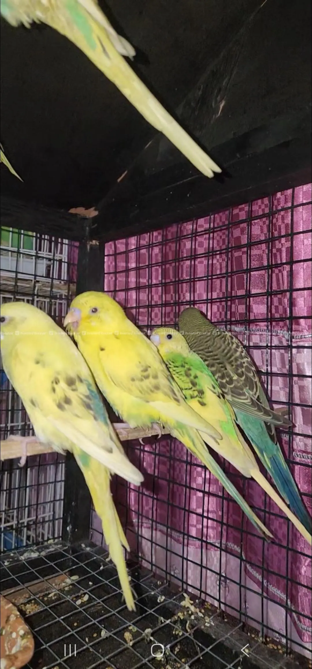 Budgies Parakeets 2