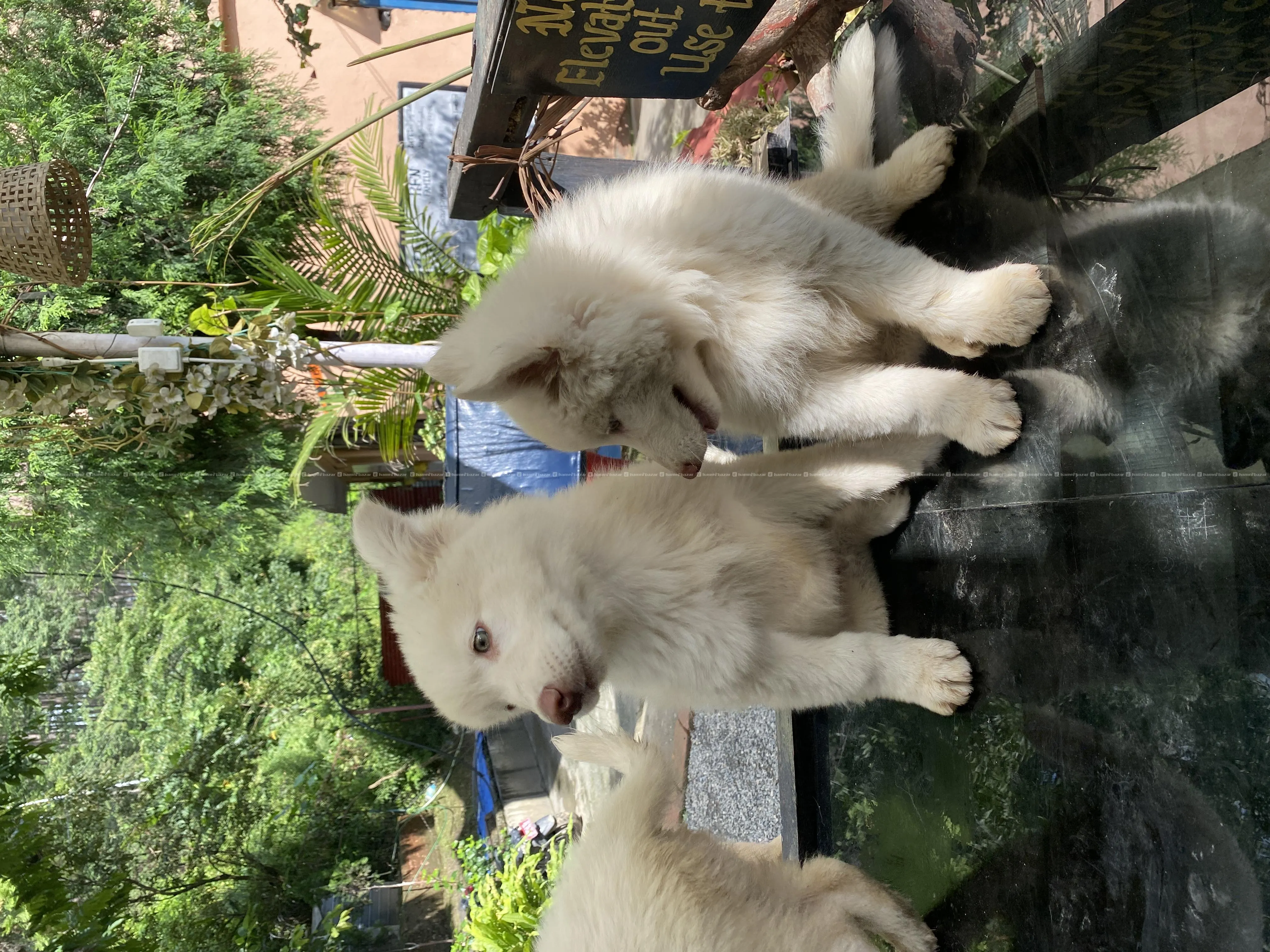 Beautiful Husky Puppies For Sale Snowwhite 4