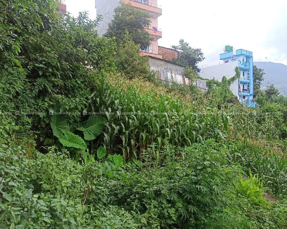 land in sale at trakeshwor nagarpalika 9861834472 2
