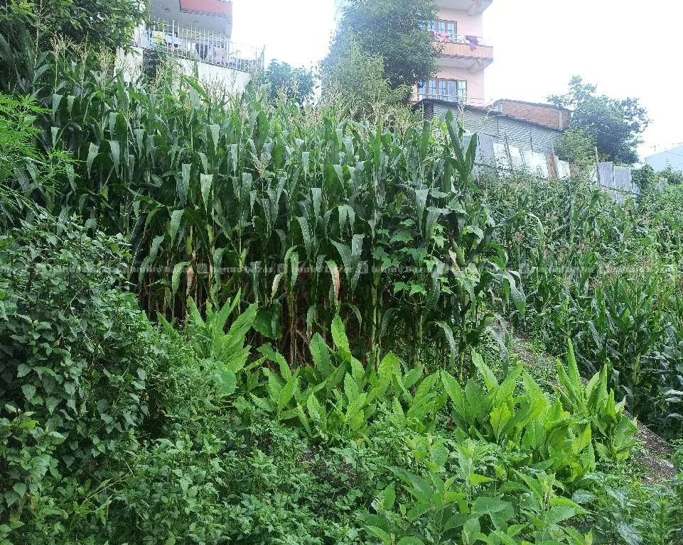 land in sale at trakeshwor nagarpalika 9861834472 4