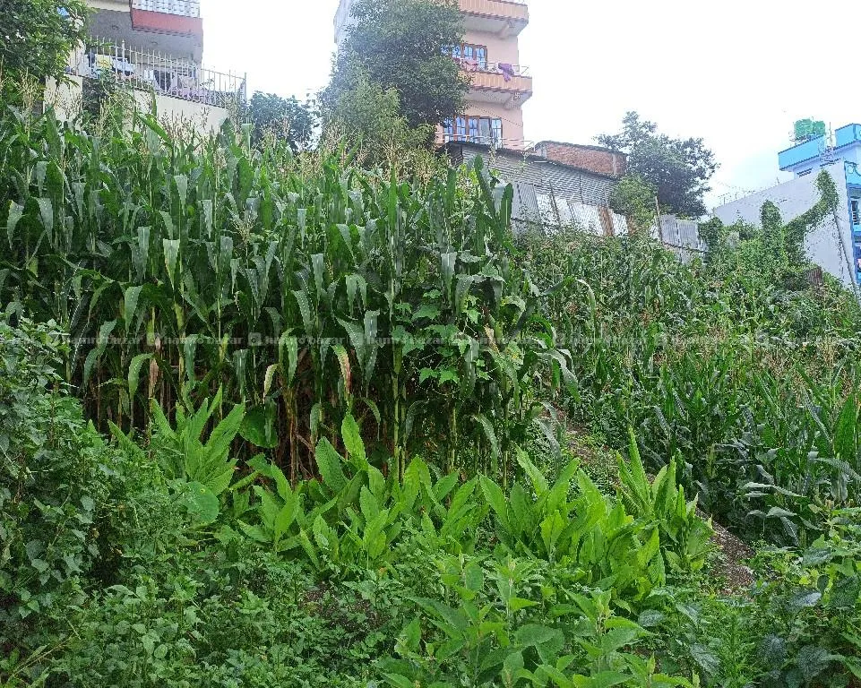 land in sale at trakeshwor nagarpalika 9861834472 3