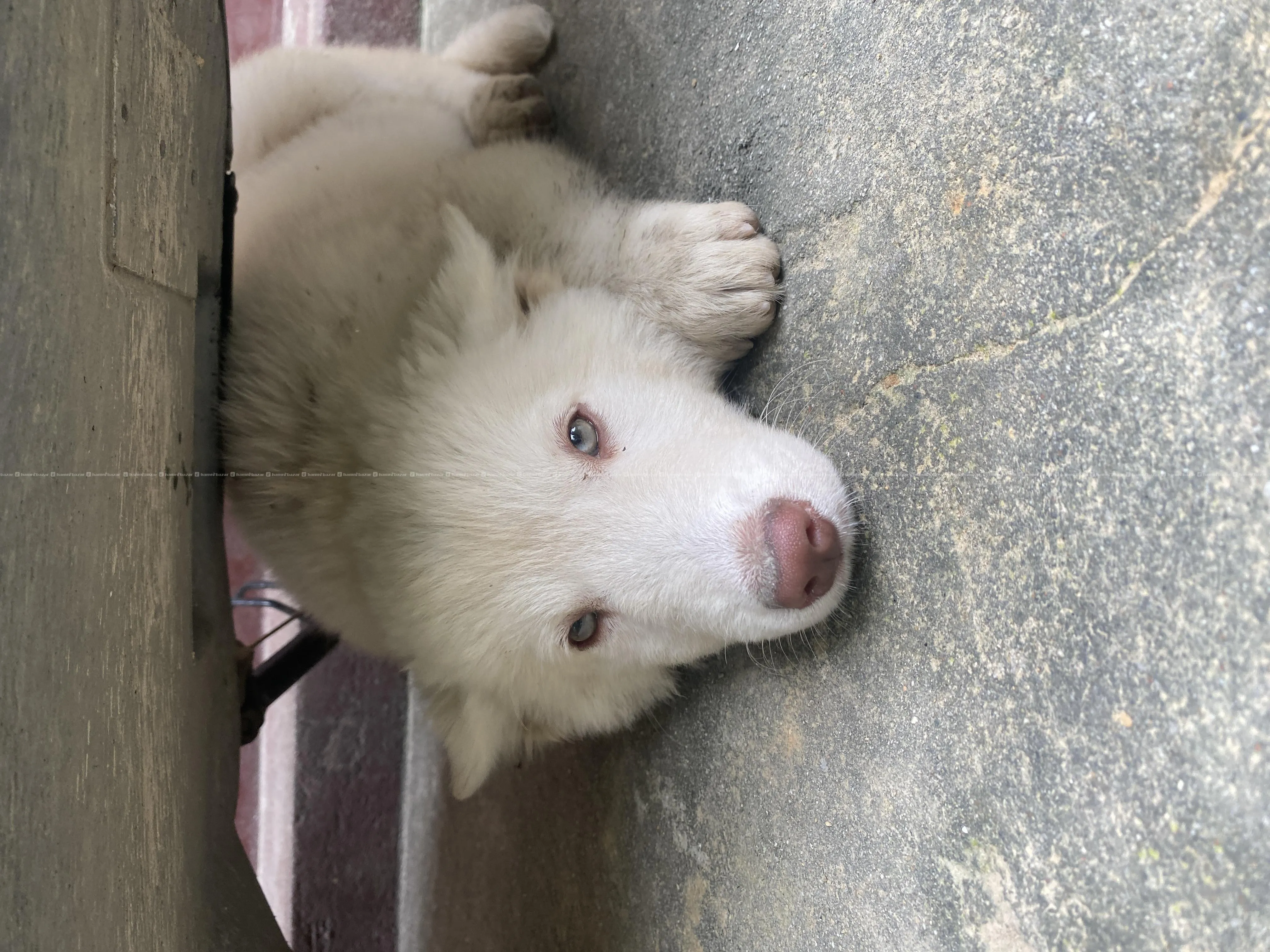 Beautiful Husky Puppies For Sale Snowwhite 2