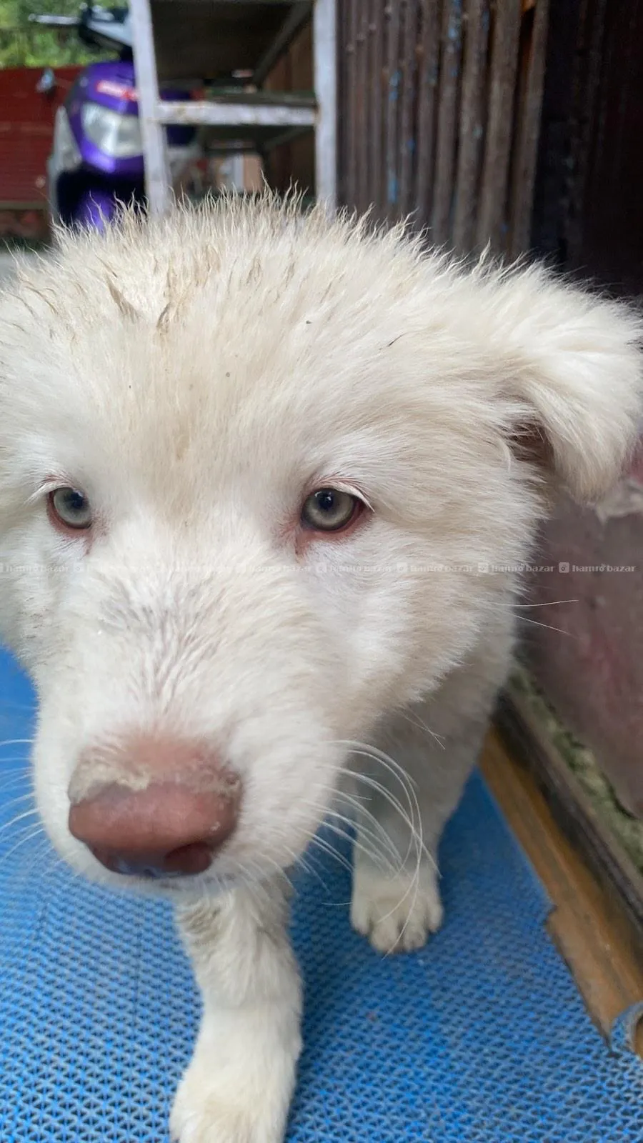 Beautiful Husky Puppies For Sale Snowwhite 3