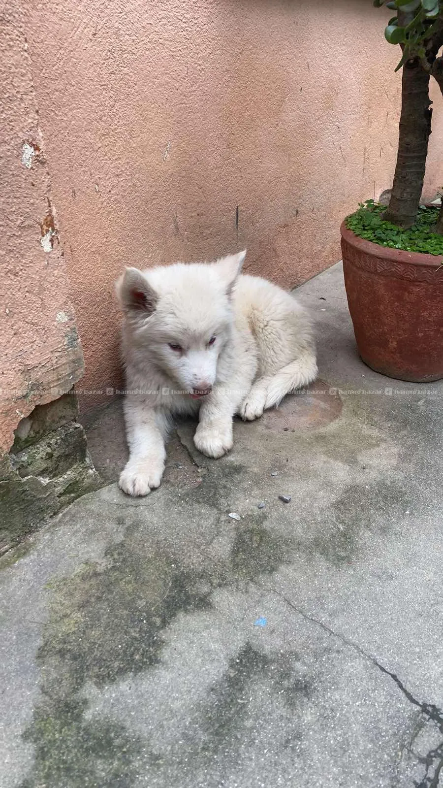Beautiful Husky Puppies For Sale Snowwhite 6