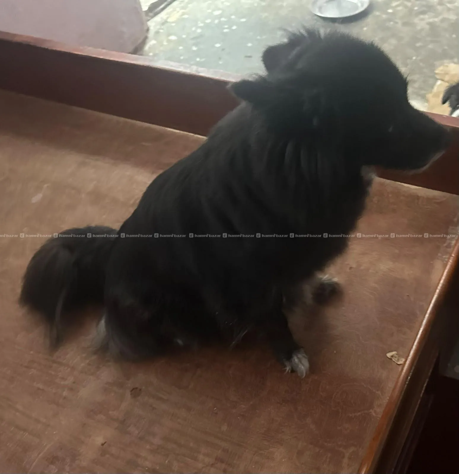 pomeranion puppy black male sale 5k too fluppy 3