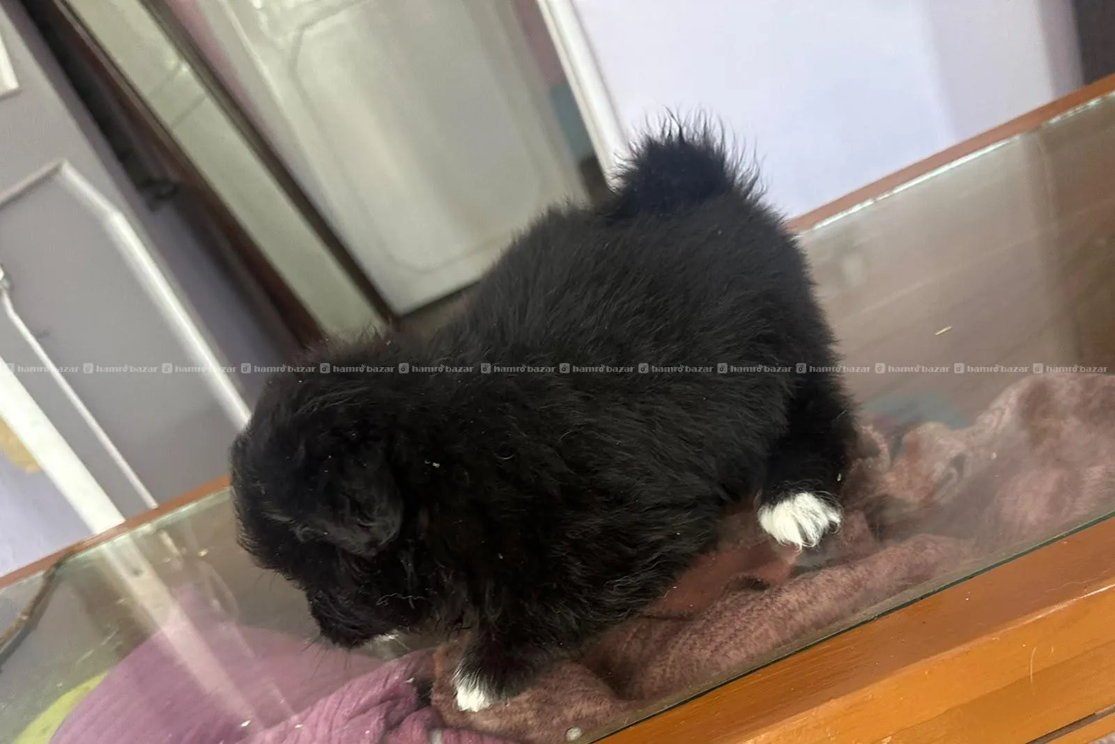 pomeranion puppy black male sale 5k too fluppy 2