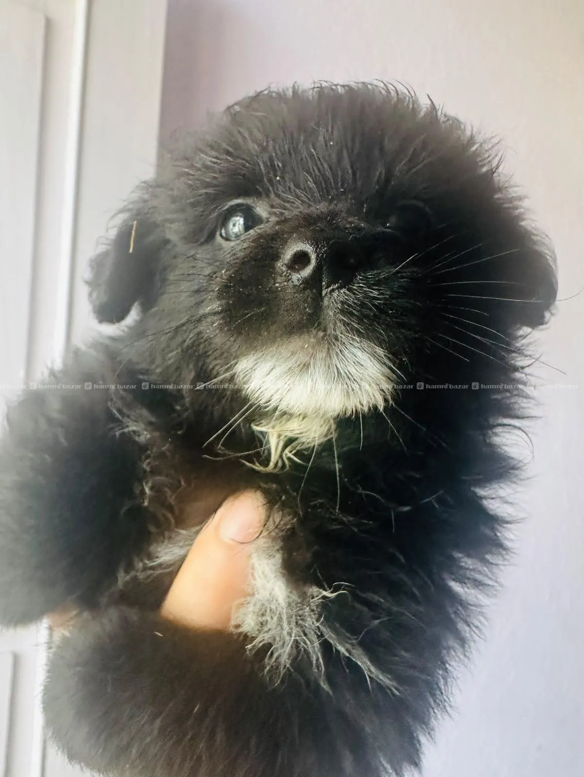 pomeranion puppy black male sale 5k too fluppy 4