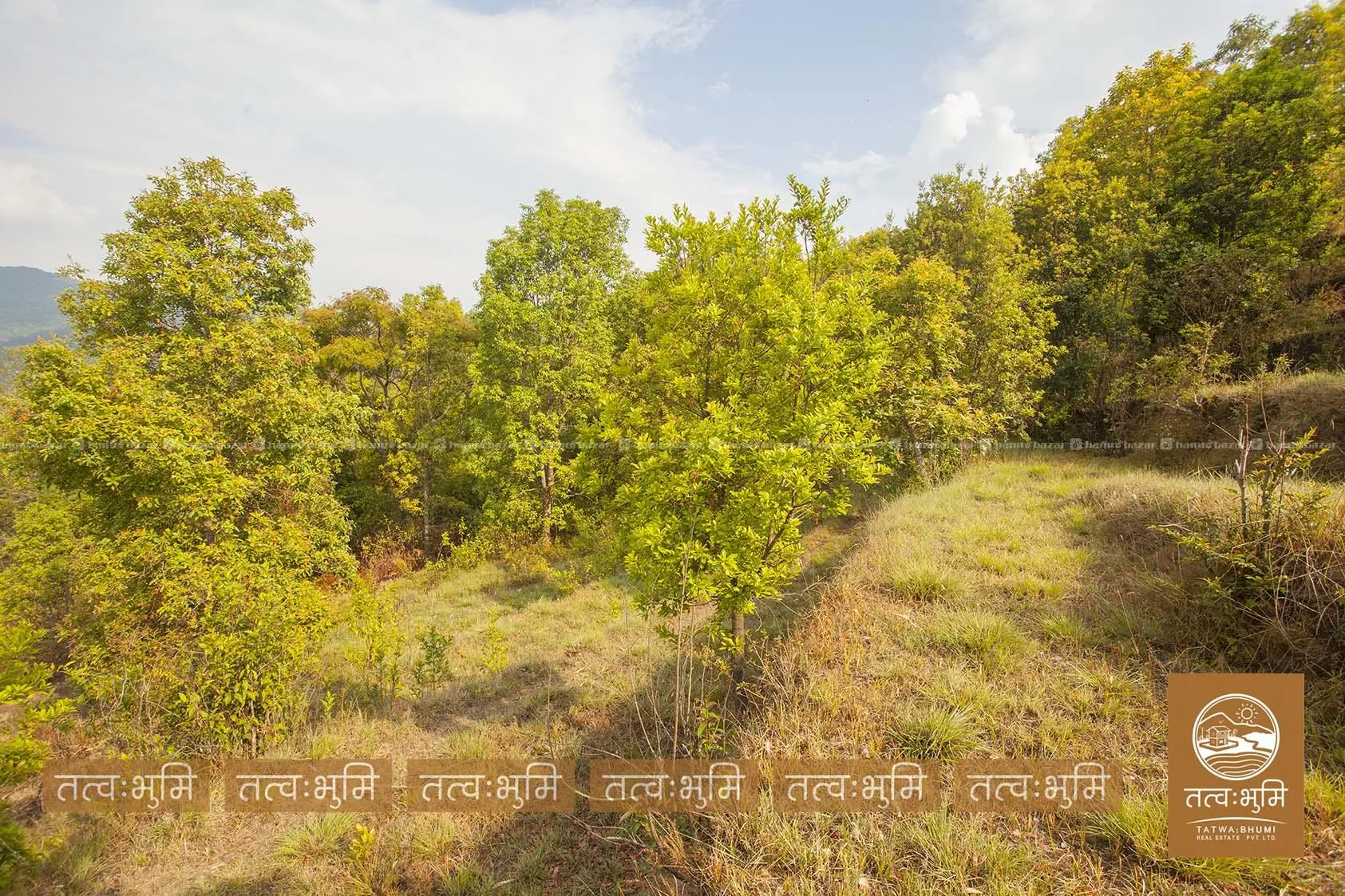 9 Ropani land for sale in Ghalebhanjyag- Nuwakot. 8