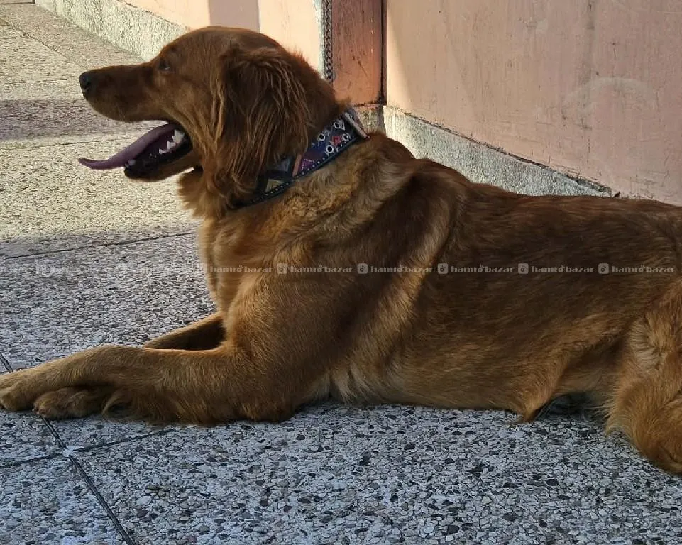 Golden Retriever Dog 2