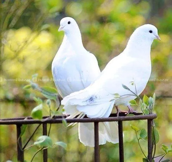 pigeon 3