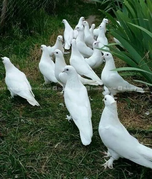 pigeon 4