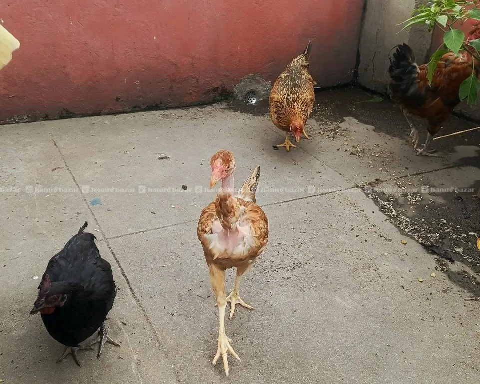 4 Local Chicken 2