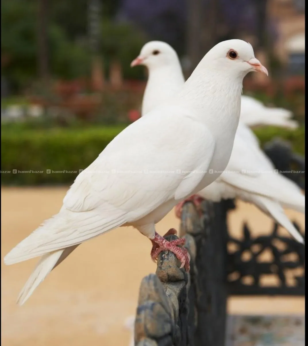 pigeon 2